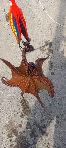 マダコの釣果