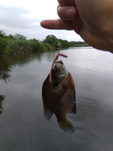 ブルーギルの釣果