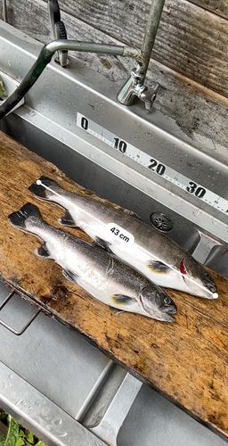 サクラマスの釣果