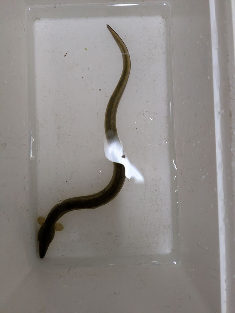 ウナギ