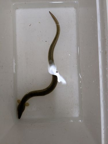 ウナギの釣果