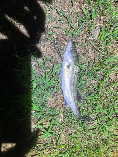 セイゴ（マルスズキ）の釣果