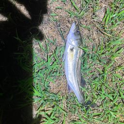 セイゴ（マルスズキ）