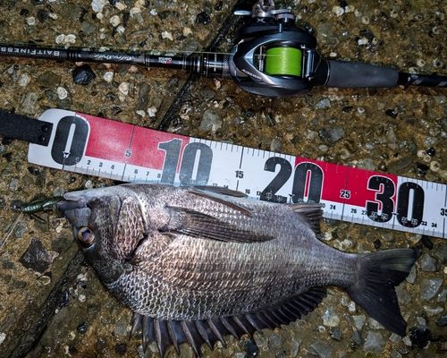 チヌの釣果