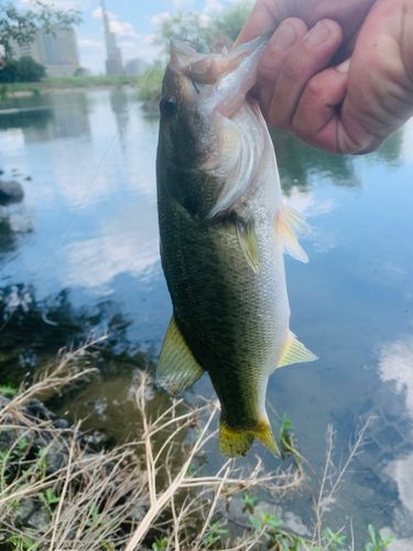 ラージマウスバスの釣果