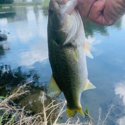 ラージマウスバス