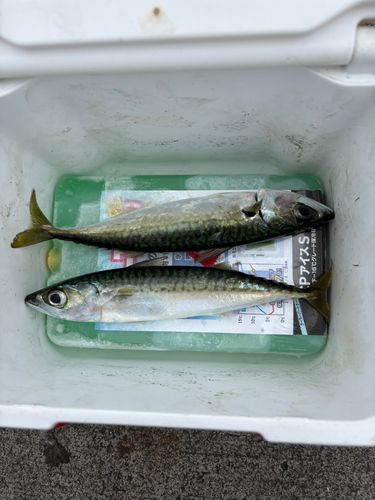 サバの釣果