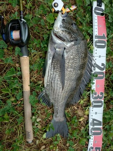 クロダイの釣果