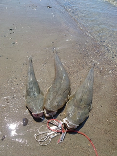 マゴチの釣果