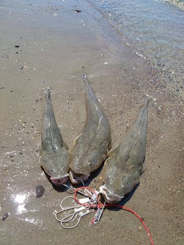 マゴチの釣果