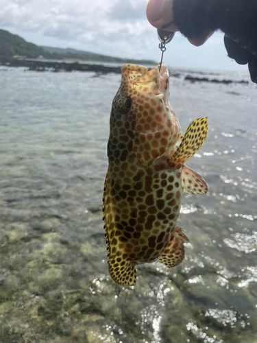 イシミーバイの釣果