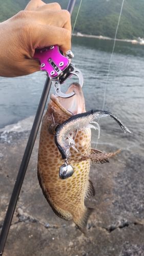 オオモンハタの釣果