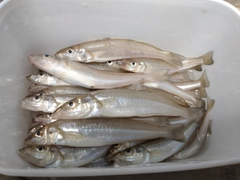 キスの釣果