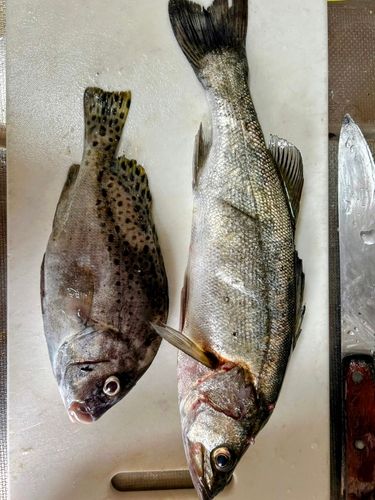 コショウダイの釣果
