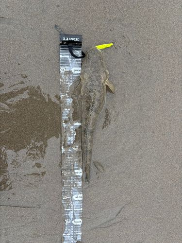 マゴチの釣果