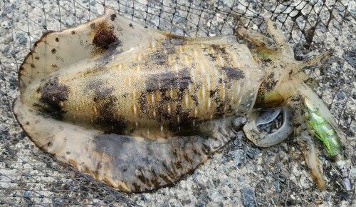 アオリイカの釣果