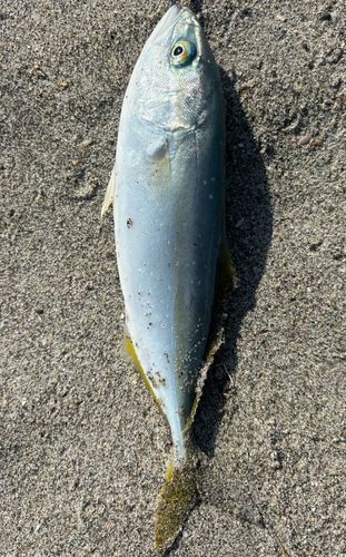 ワカシの釣果
