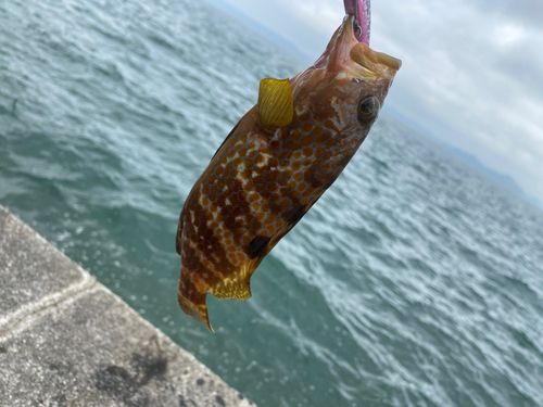 キジハタの釣果