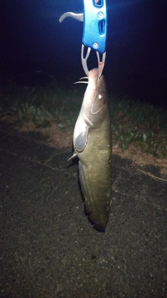ニホンナマズの釣果