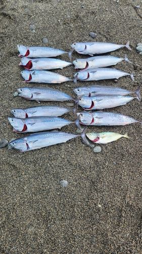 ソウダガツオの釣果