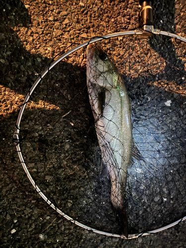 フッコ（マルスズキ）の釣果