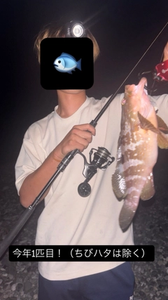 キジハタの釣果