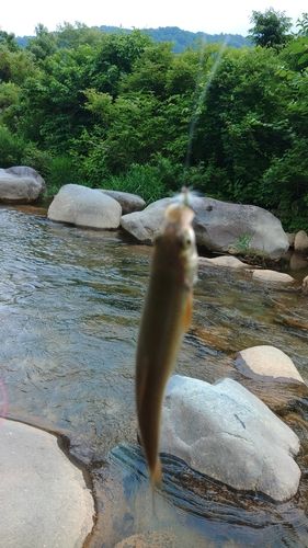 イワナの釣果