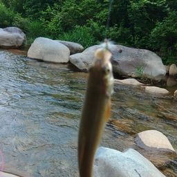 イワナ