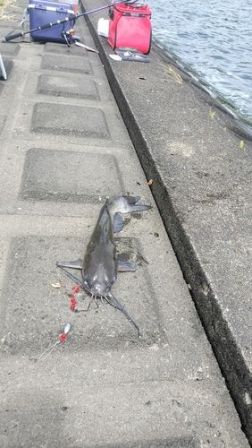 アメリカナマズの釣果