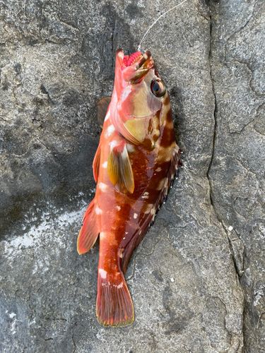 アカハタ