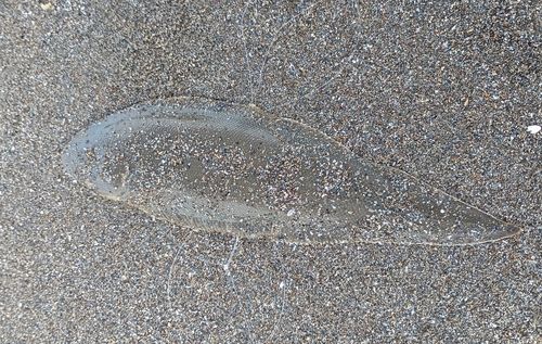 シタビラメの釣果