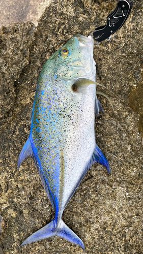 カスミアジの釣果