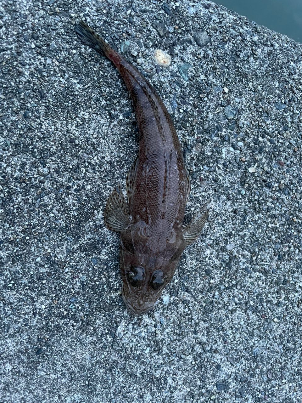 マゴチ