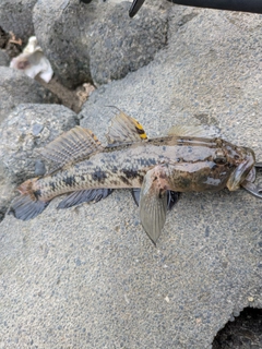 ウロハゼの釣果