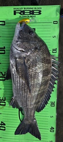 チヌの釣果