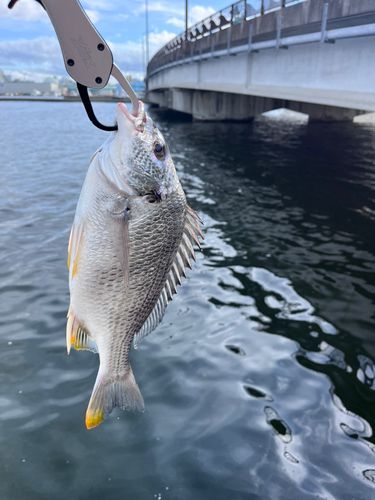 キビレの釣果