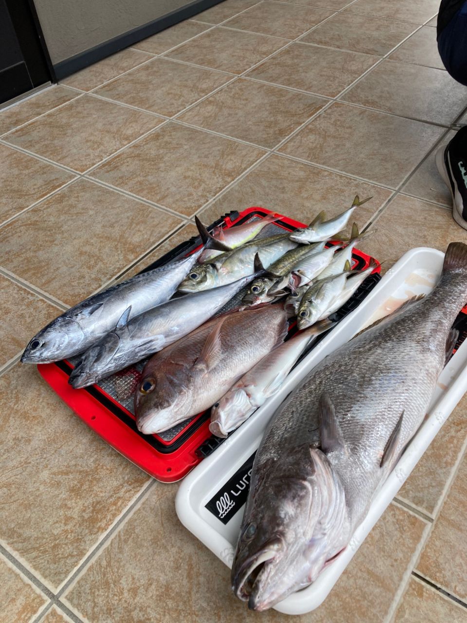 おぱんちゅパンサーさんの釣果 2枚目の画像