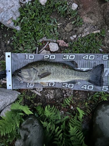 ラージマウスバスの釣果