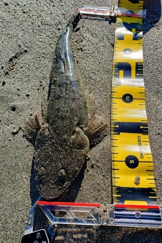 マゴチの釣果