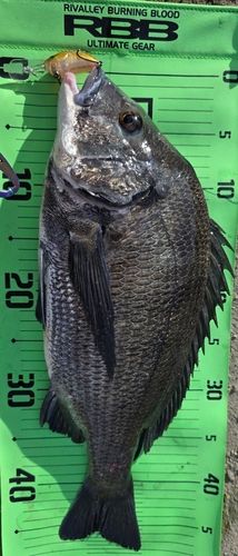チヌの釣果