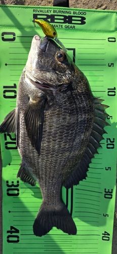 チヌの釣果