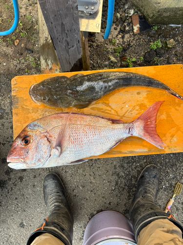 エソの釣果