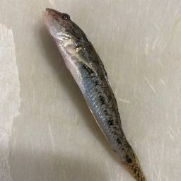 マハゼ