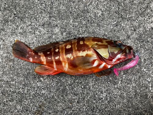 アカハタの釣果