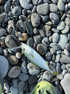 ソウダガツオの釣果