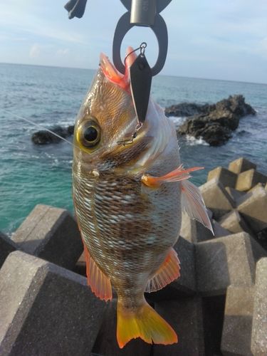 クチナジの釣果