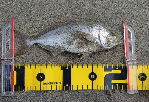 ショゴの釣果