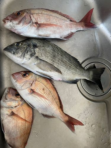 クロダイの釣果