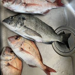 クロダイ