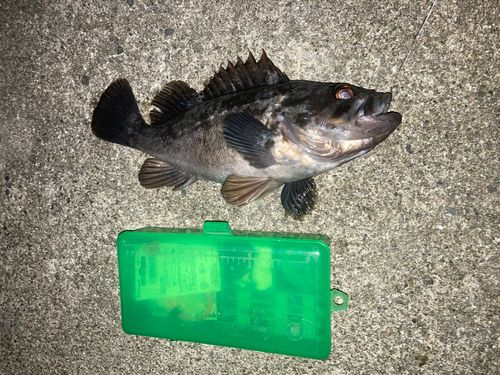 クロソイの釣果